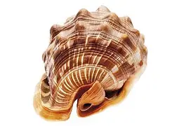 贝西克塔斯士气高涨，壮举连连晋级前程